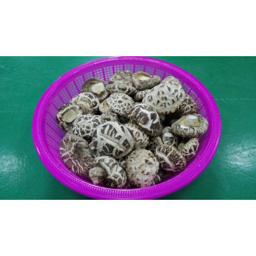 Alimento seco de vegetales proveedor White Flower Shiitake hongos plantador